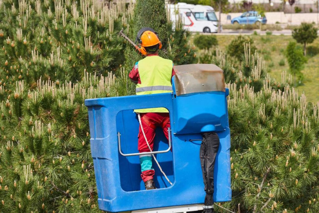 Urban gardener pruning a cypress on a crane. Seasonal maintenance