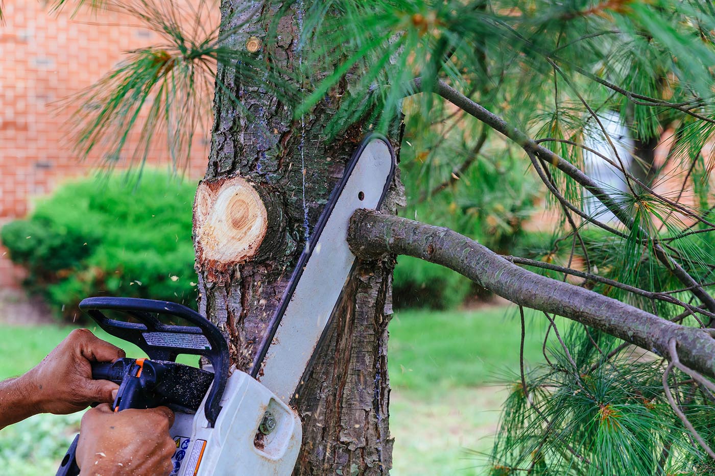 how-much-does-it-cost-to-have-a-tree-cut-down-and-removed-nosesplash