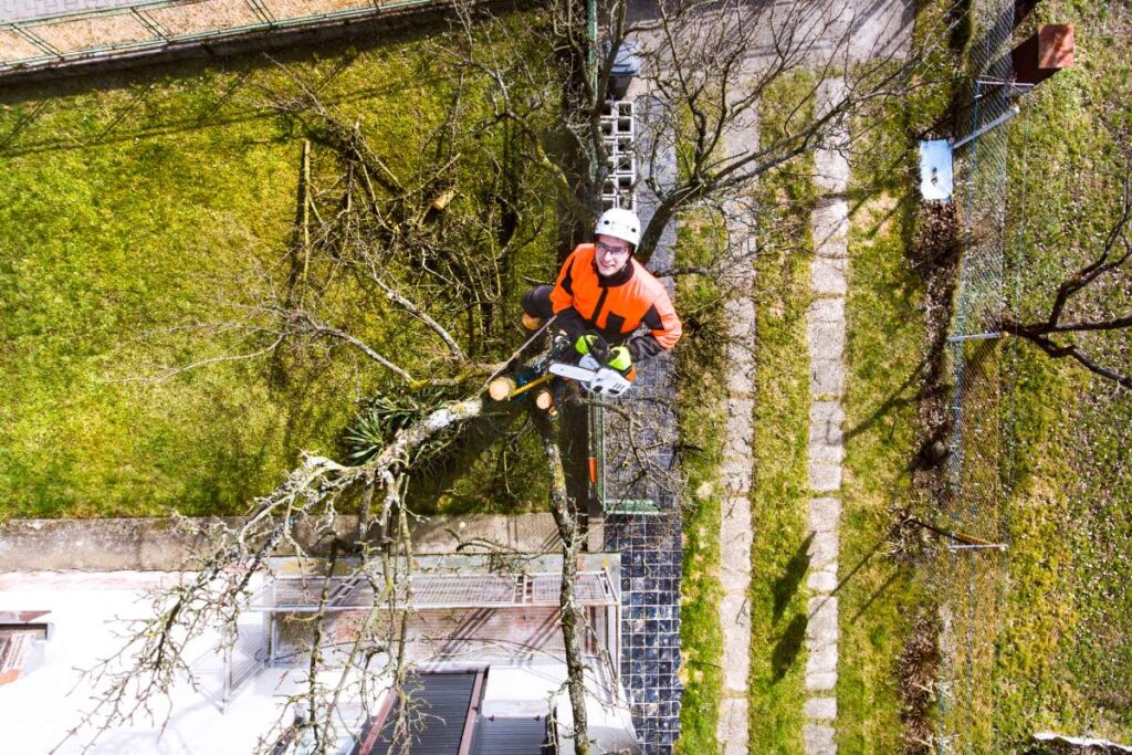 Lumberjack with chainsaw and harness pruning a tree. Arborist cuting tree branches. High angle view.